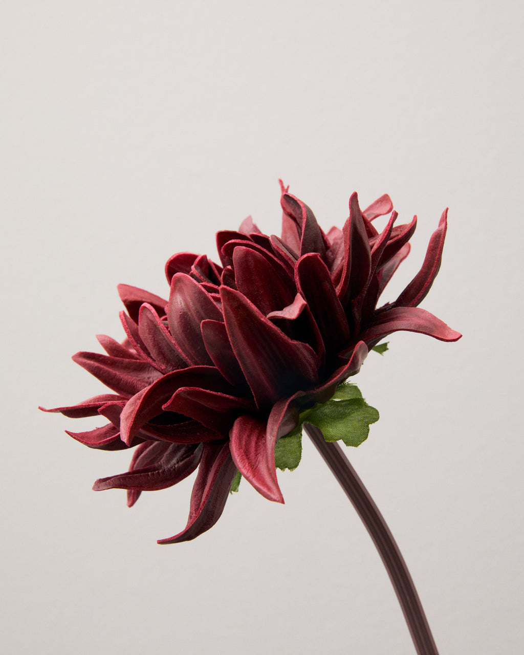 Närbild av konstgjord vinröd dahlia med smala, böjda kronblad i flera lager och gröna blad vid blommans bas.