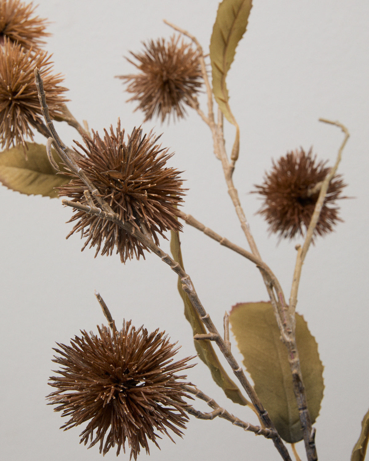 Närbild av konstgjord kastanjekvist med bruna, taggiga frukter, brungröna blad och förgrenade stjälkar.