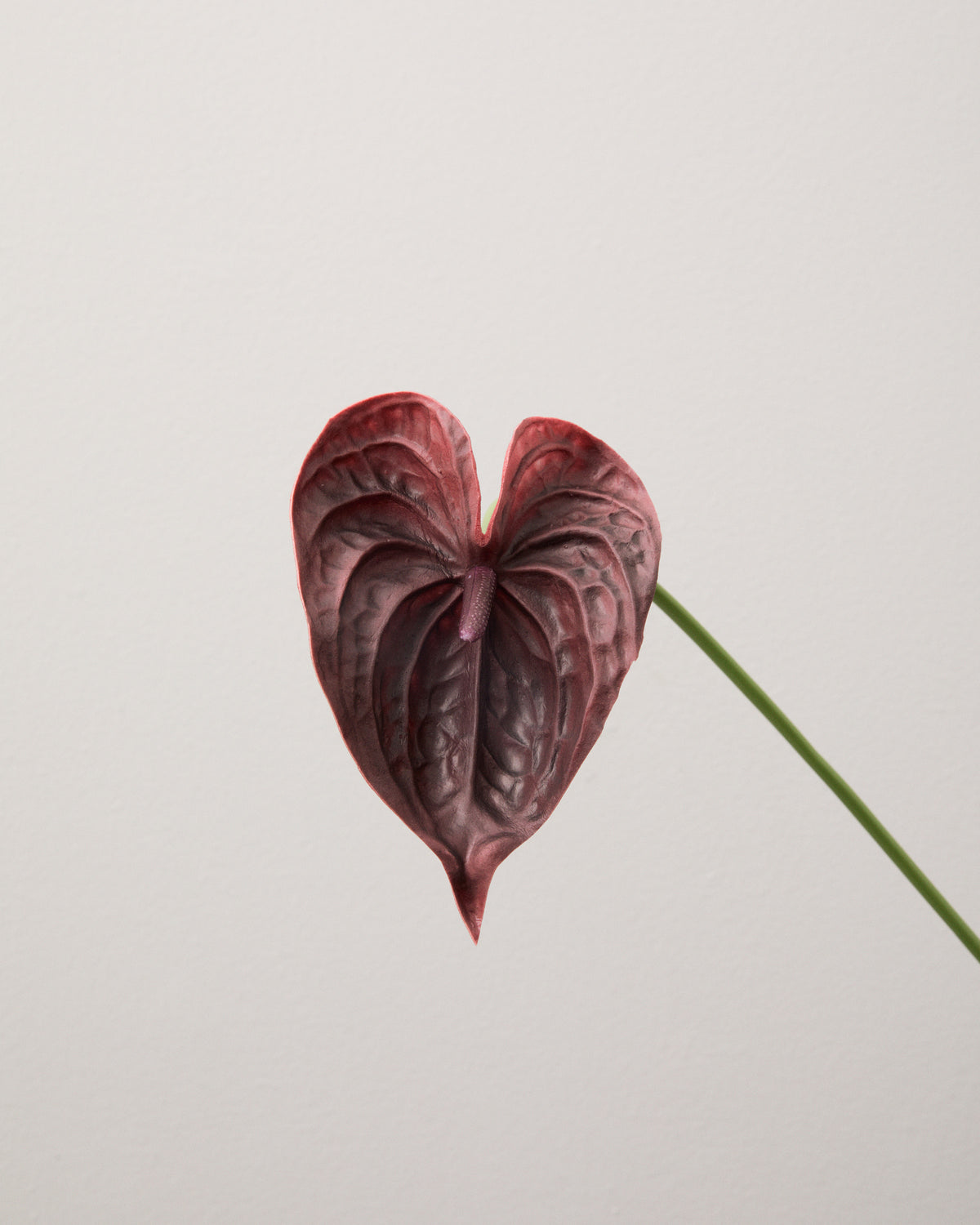 Närbild av konstgjord anthurium med ett hjärtformat hölsterblad i mörkt vinrött med tydliga ådror och en mörk blomkolv.