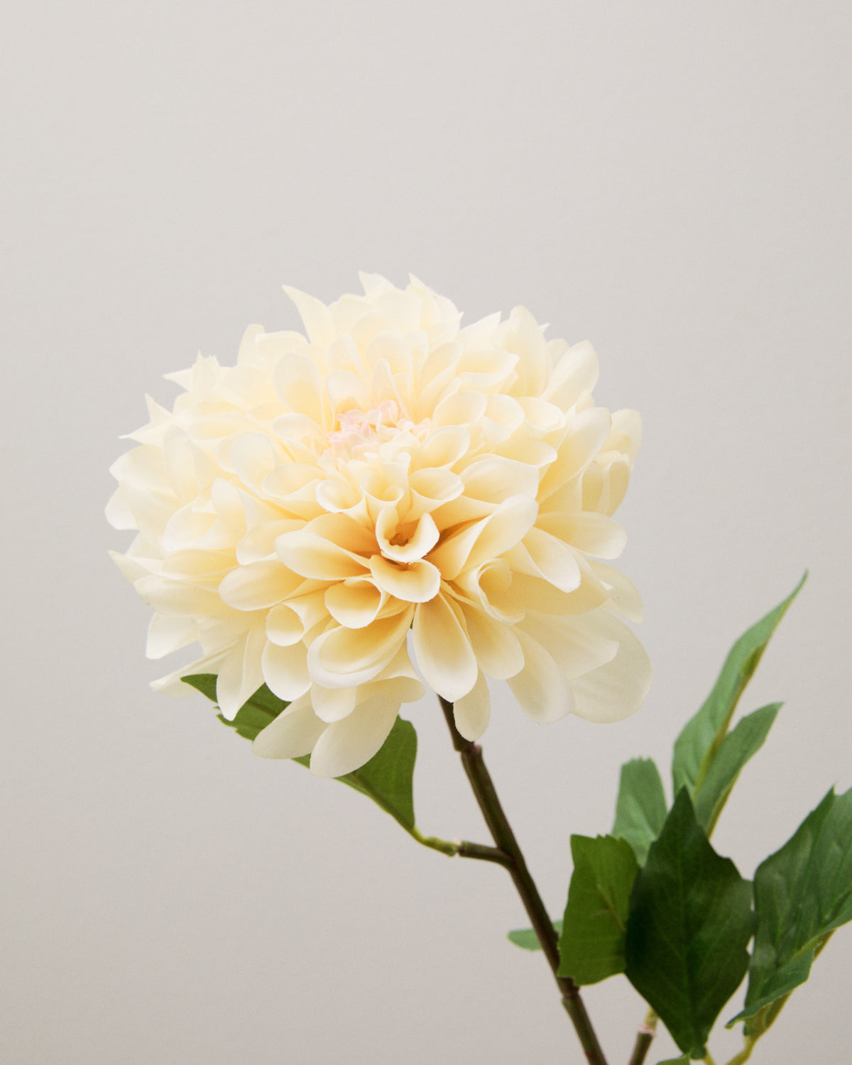 Närbild av konstgjord dahlia med tätt lagerlagda kronblad i gräddvita och ljust gula toner samt gröna blad.
