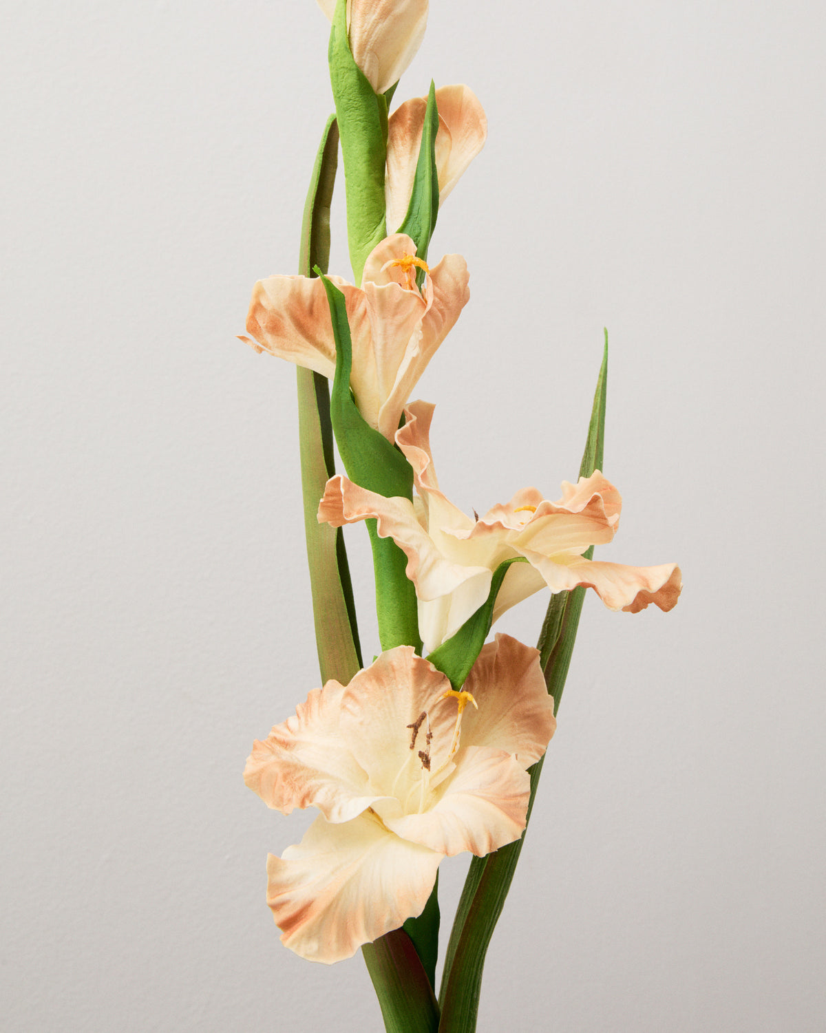 Närbild av konstgjord gladiolus med champagnebeige blommor, vågiga kronblad med aprikosa kanter och gröna knoppar längs stjälken.