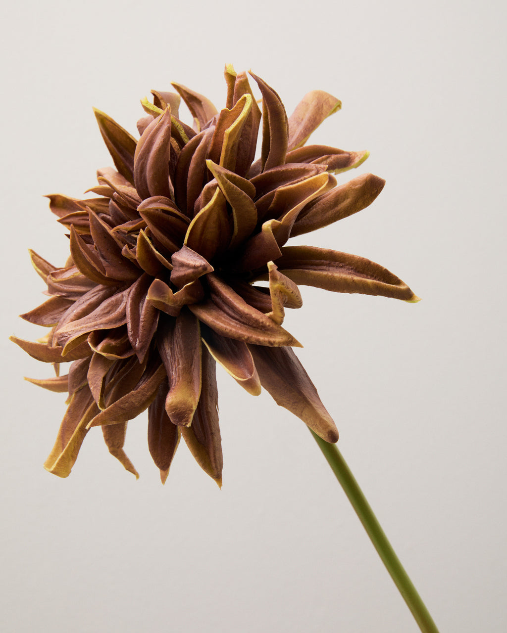 Närbild av konstgjord kastanjebrun dahlia med smala, böjda kronblad i flera lager och skiftningar i brunt och gyllene ockra.