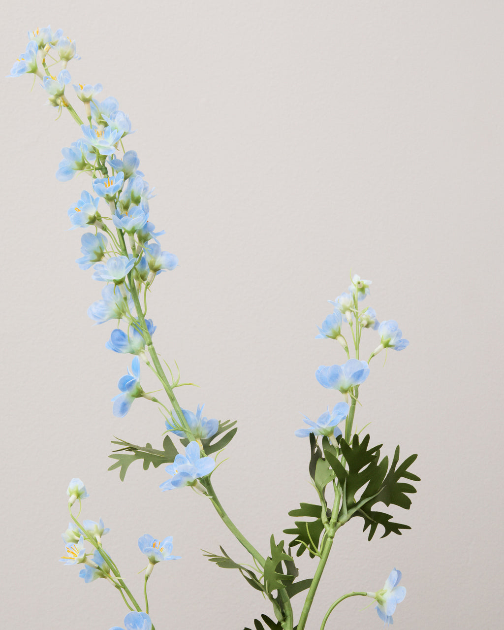 Närbild av konstgjord riddarsporre med små ljusblå blommor, gröna knoppar och djupt flikiga gröna blad.