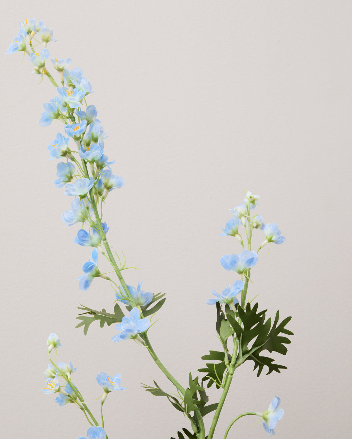 Närbild av konstgjord riddarsporre med små ljusblå blommor, gröna knoppar och djupt flikiga gröna blad.