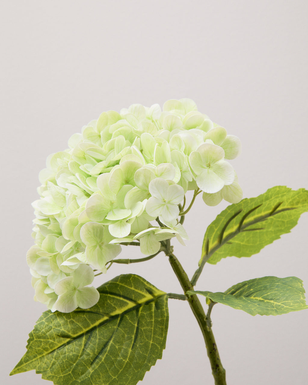 Närbild av konstgjord hortensia med ljusgröna och vita blommor samt gröna blad med tydliga bladnerver och tandade kanter.