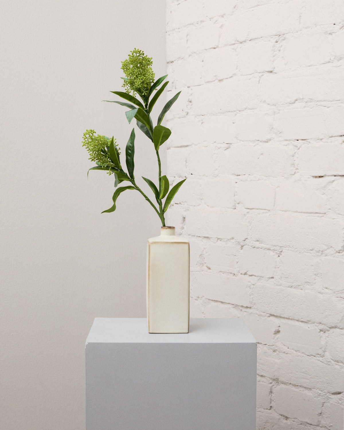 Konstgjord skimmia med två klasar av ljusgröna knoppar och långsmala, mörkgröna blad i en smal, krämvit vas.