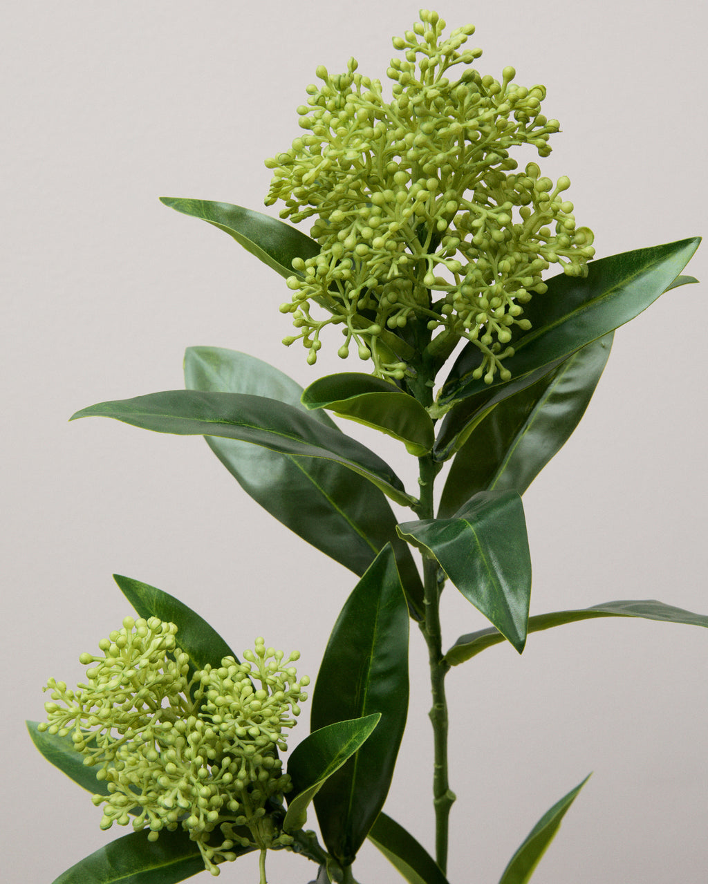 Närbild av konstgjord skimmia med täta klasar av små ljusgröna knoppar och spetsiga, mörkgröna blad.