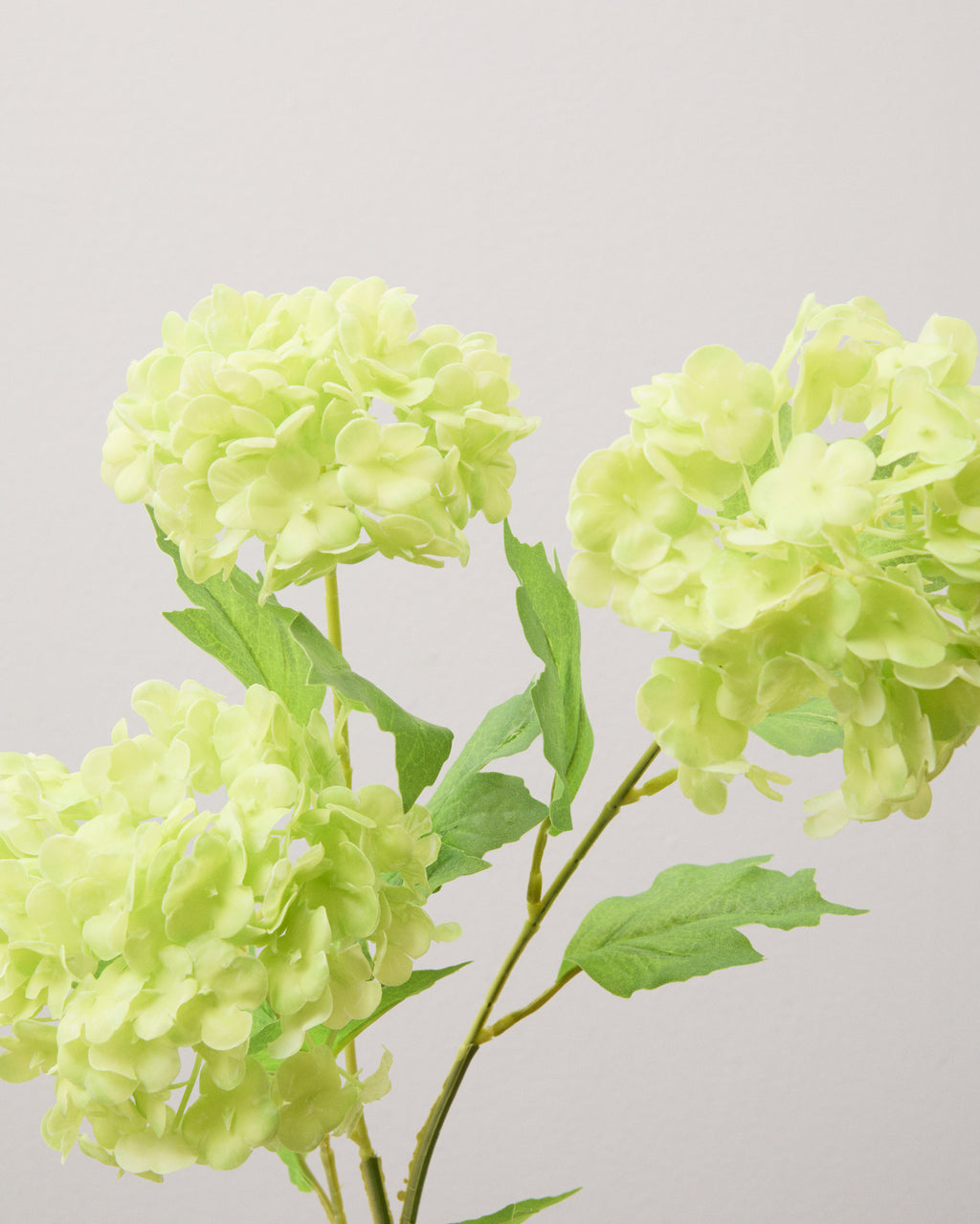 Närbild av konstgjord snöbollshortensia med tre fylliga, ljusgröna blomhuvuden av tätt samlade små blommor och gröna blad.