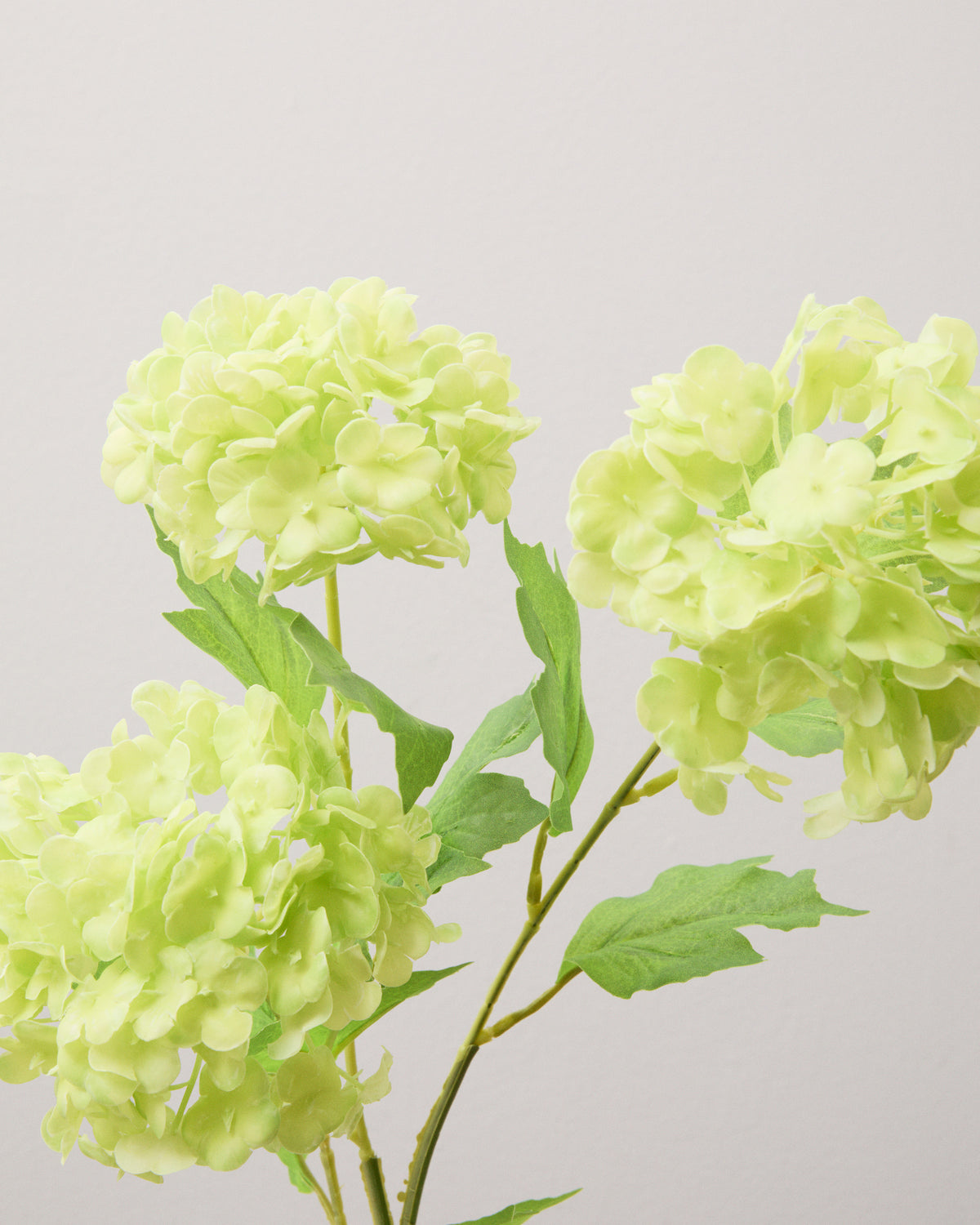 Närbild av konstgjord snöbollshortensia med tre fylliga, ljusgröna blomhuvuden av tätt samlade små blommor och gröna blad.