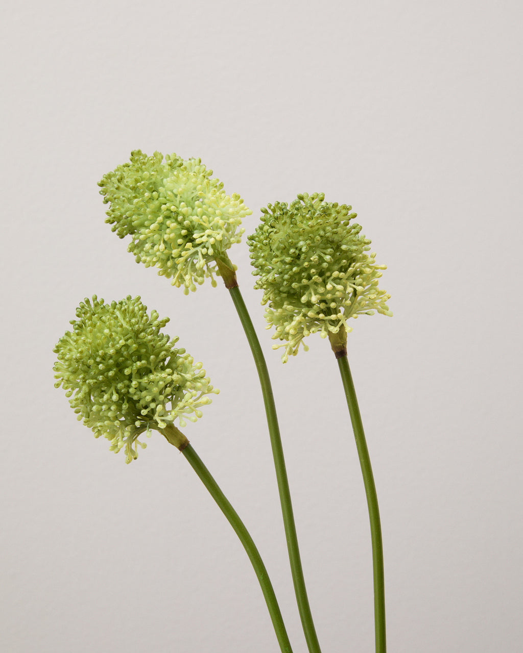 Närbild av konstgjord prydnadslök med tre runda blomhuvuden av små, tätt samlade gröna blommor.
