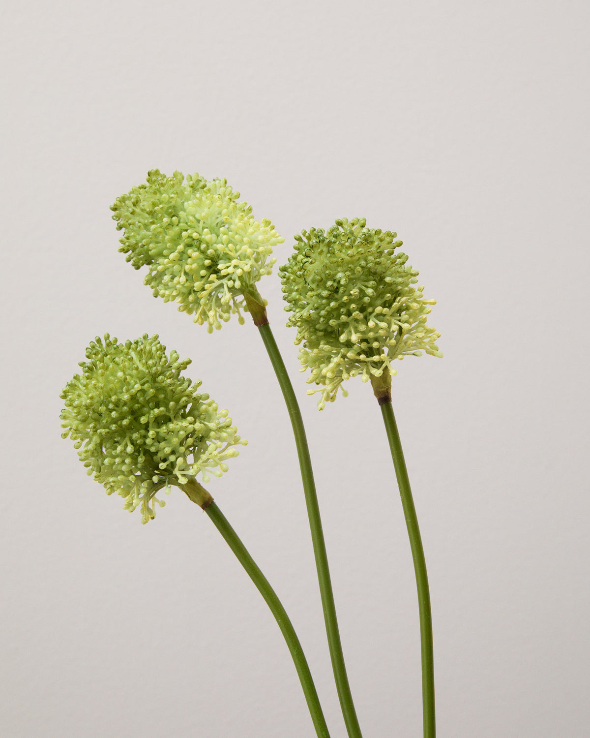 Närbild av konstgjord prydnadslök med tre runda blomhuvuden av små, tätt samlade gröna blommor.