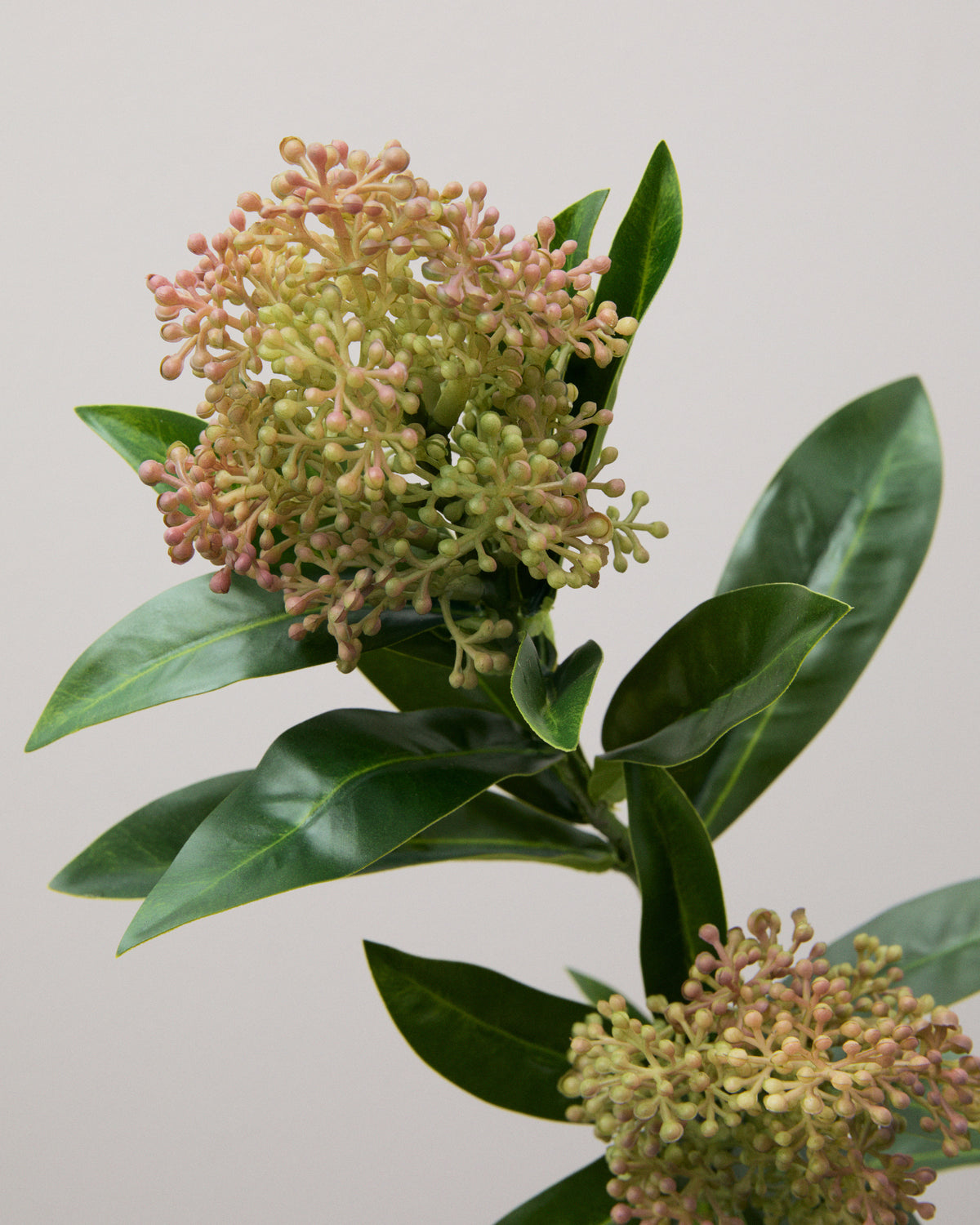 Närbild av konstgjord skimmia med täta klasar av små knoppar i gröna och dämpat röda nyanser samt mörkgröna blad.