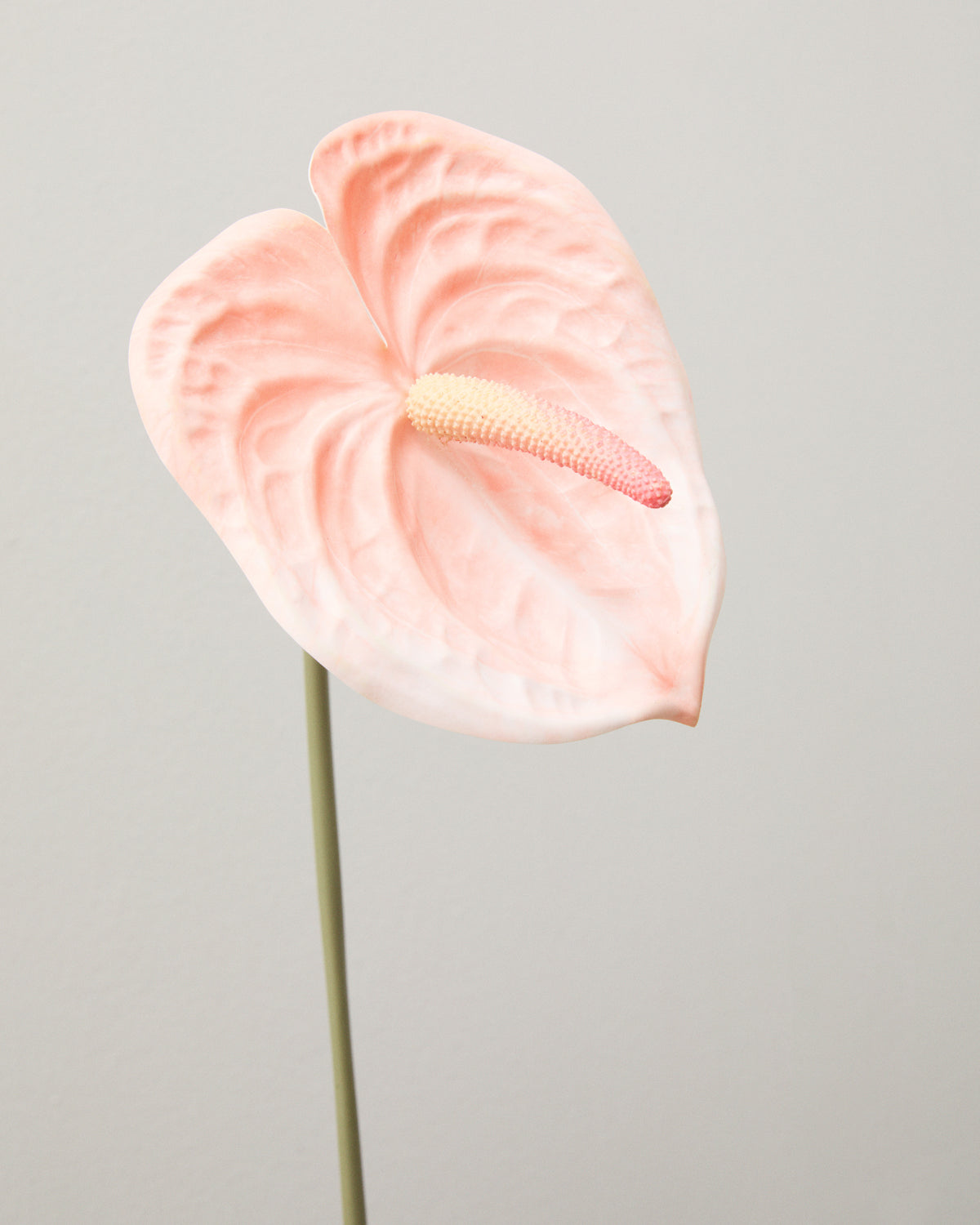 Närbild av konstgjord anthurium med ett ljusrosa, hjärtformat hölsterblad med tydliga ådror och en ljus blomkolv med rosa spets.