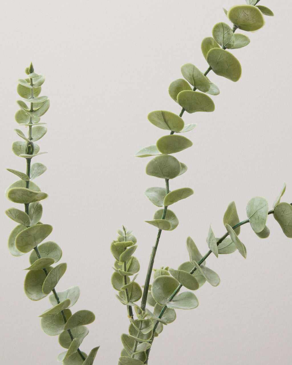 Närbild av konstgjord eukalyptus med små, rundade silvergröna blad i par längs tunna stjälkar.