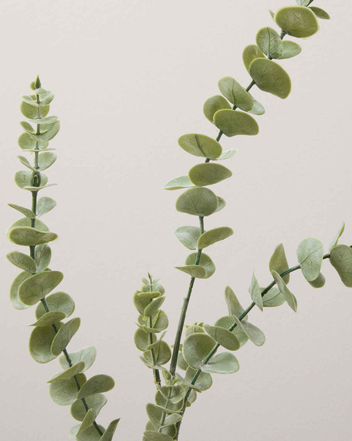 Närbild av konstgjord eukalyptus med små, rundade silvergröna blad i par längs tunna stjälkar.