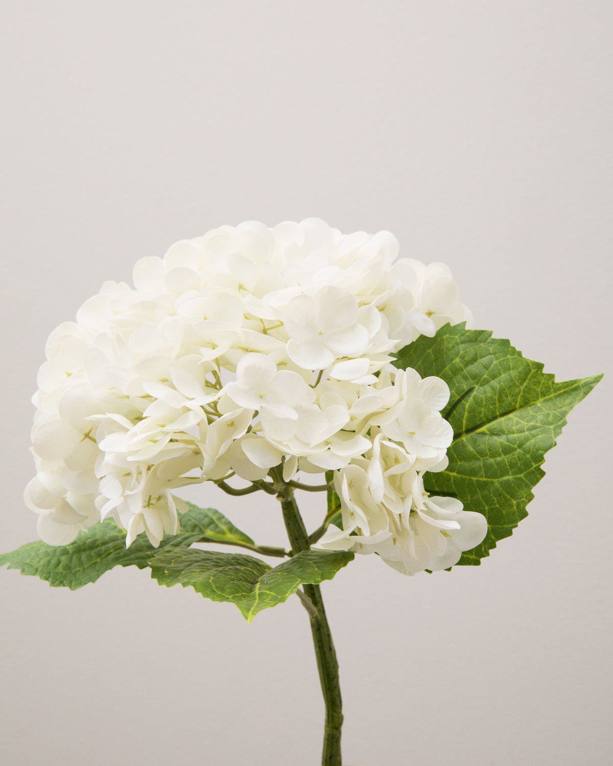 Närbild av konstgjord hortensia med tätt samlade vita blommor och gröna blad med tydliga bladnerver och tandade kanter.