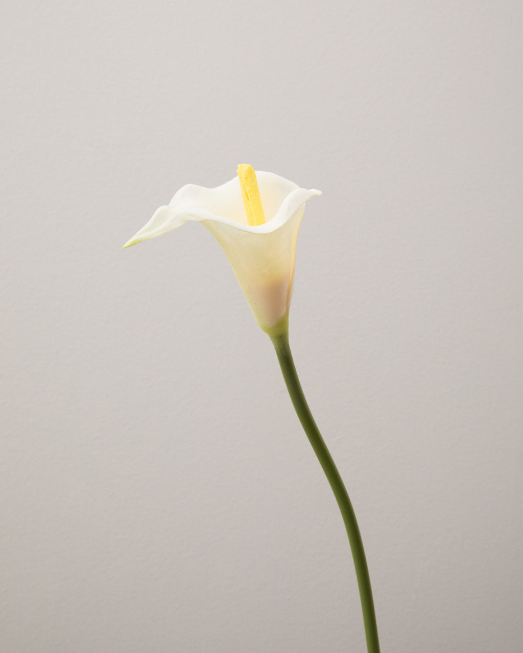 Närbild av konstgjord kalla med ett vitt, trattformigt hölsterblad med mjukt böjda kanter kring en gul blomkolv.