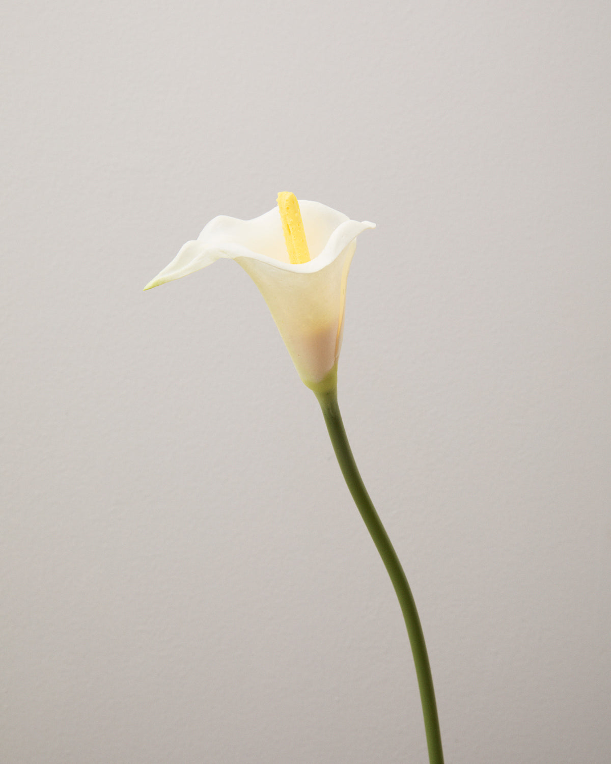 Närbild av konstgjord kalla med ett vitt, trattformigt hölsterblad med mjukt böjda kanter kring en gul blomkolv.