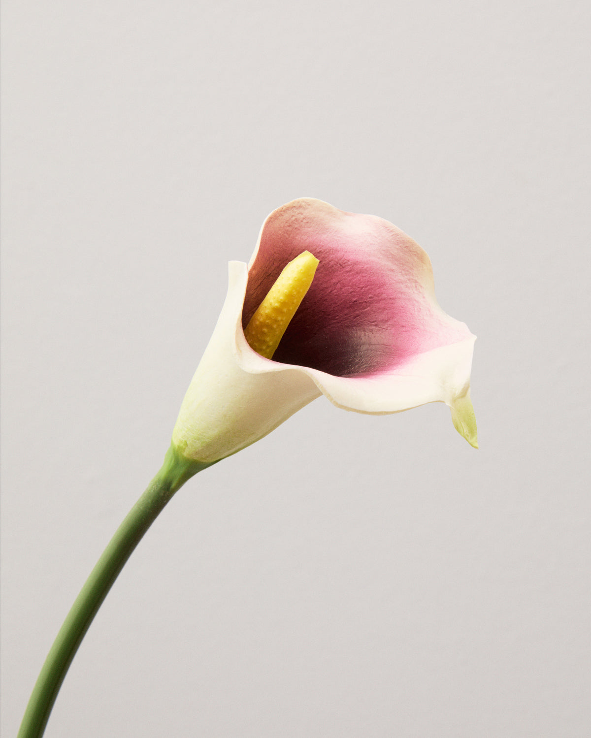 Närbild av konstgjord kalla med ett vitt, trattformigt hölsterblad som övergår i lila och rosa kring en gul blomkolv.