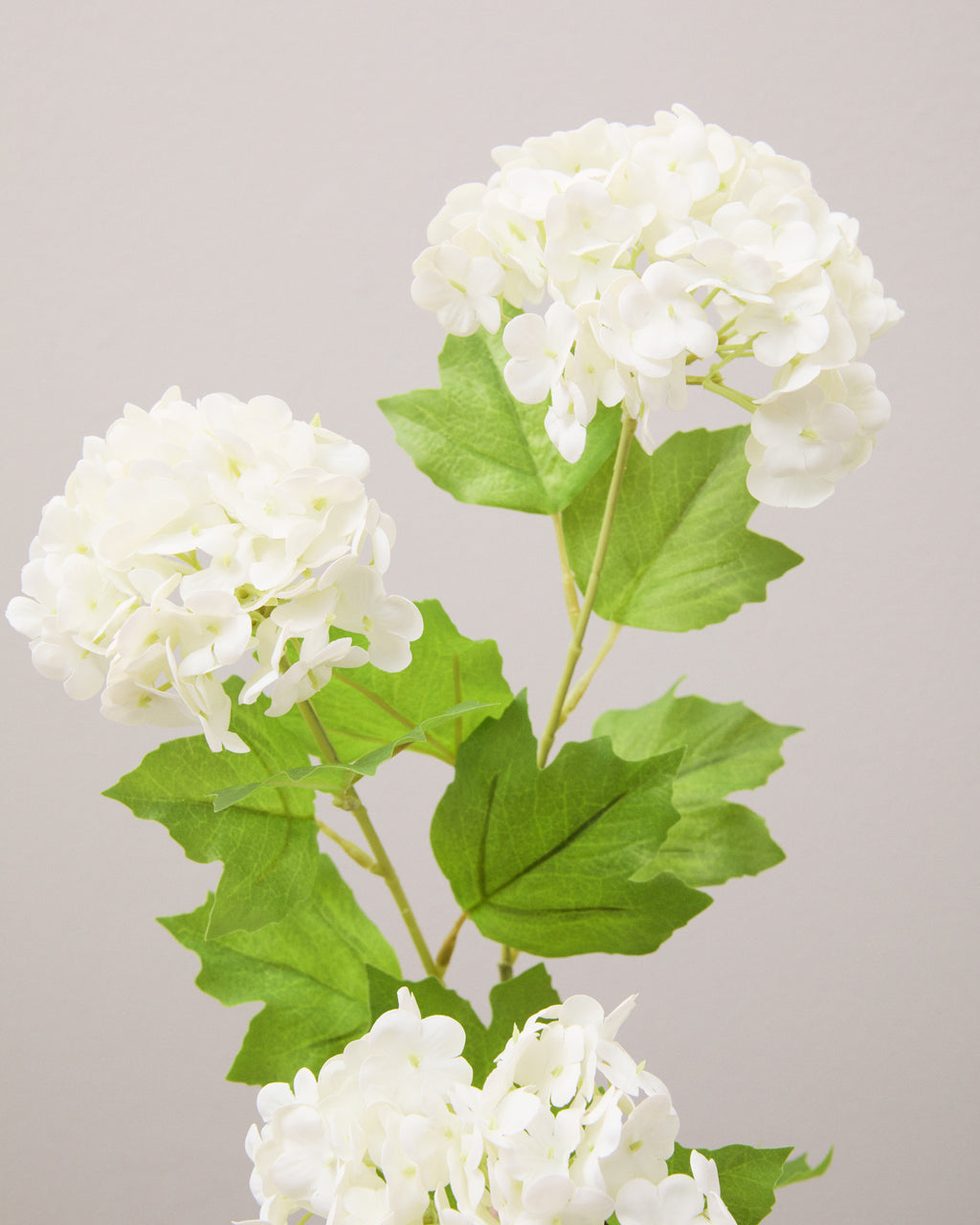 Närbild av konstgjord snöbollshortensia med tätt samlade vita blommor i runda blomhuvuden och flikiga, gröna blad.
