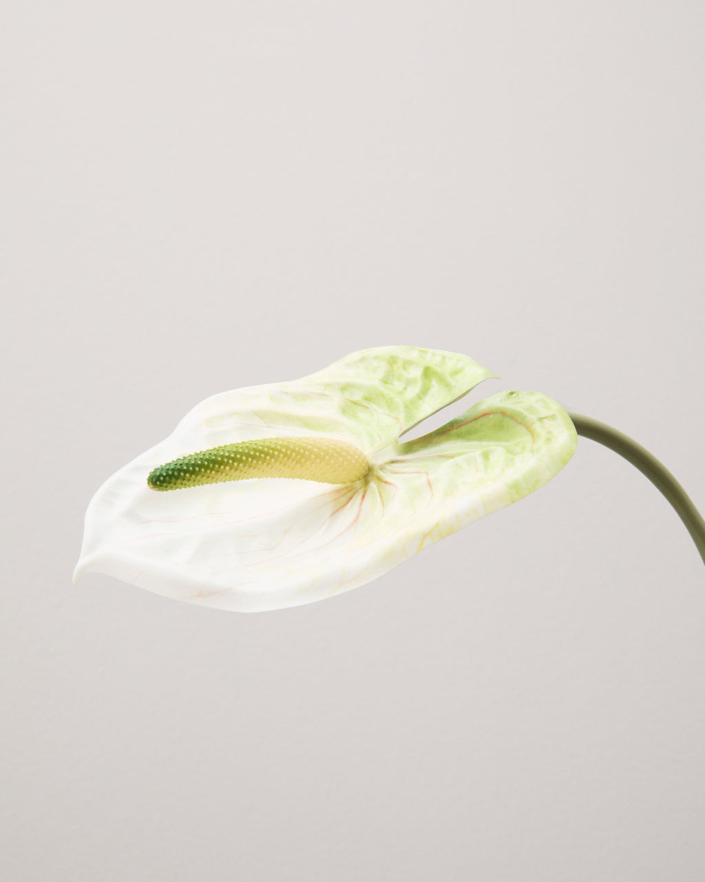 Närbild av konstgjord vitgrön anthurium med gröna skiftningar, tydliga bladnerver och en grön blomkolv.